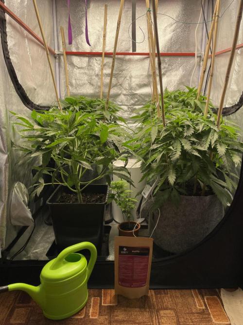 Living soil. Week 4 - Před defoliací
