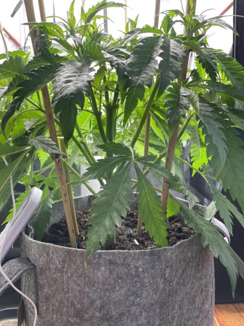 Living soil. Week 4 - OG Kush po defoliaci 