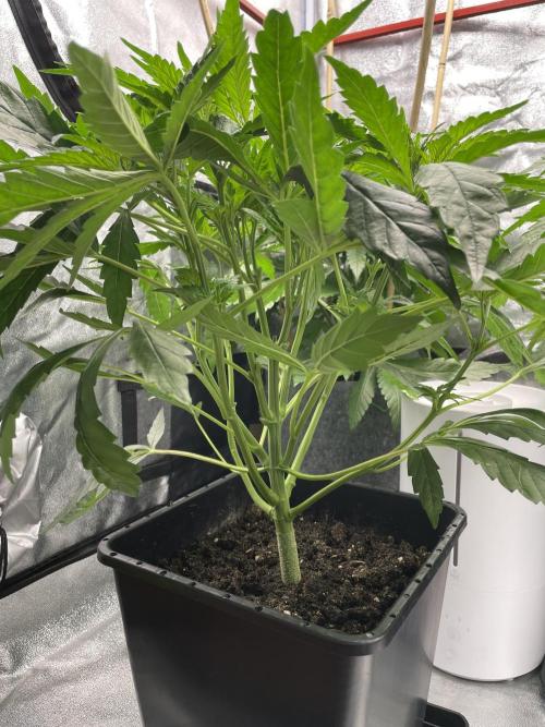 Living soil. Week 4 - Green Gelato po defoliaci 
