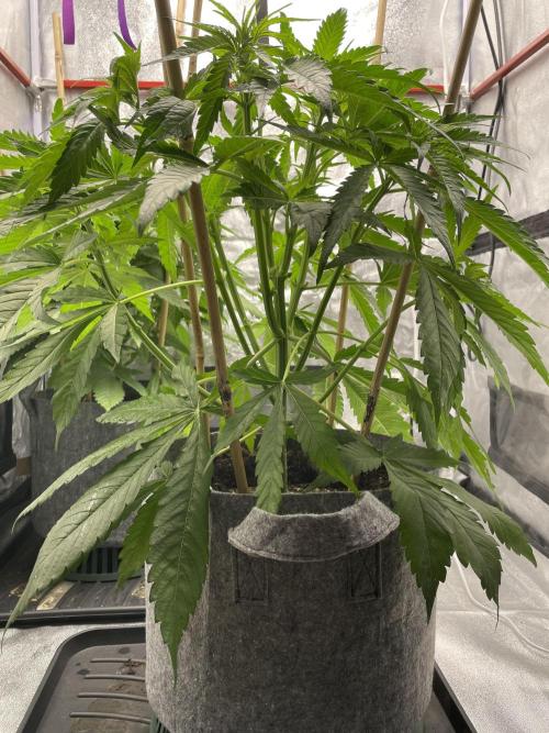 Living soil. Week 4 - OG Kush po defoliaci 
