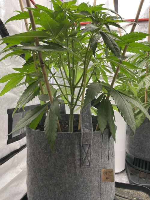 Living soil. Week 4 - OG Kush po defoliaci 