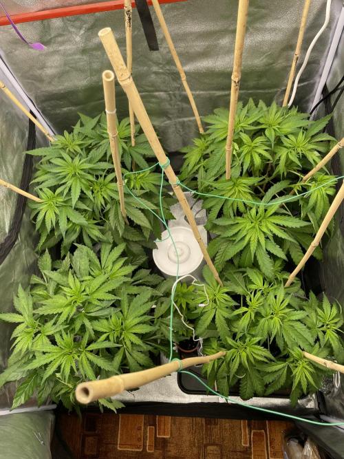 Living soil. Week 4 - Po defoliaci