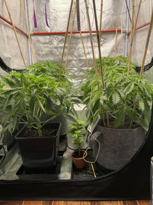 Living soil. Week 4 - Po defoliaci