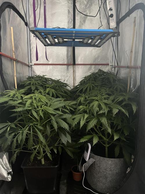 Living soil. Week 5
