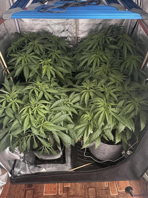 Living soil. Week 5