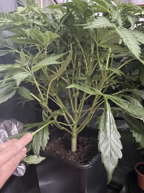 Living soil. Week 5