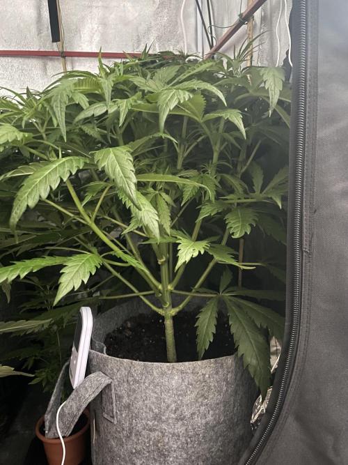 Living soil. Week 5