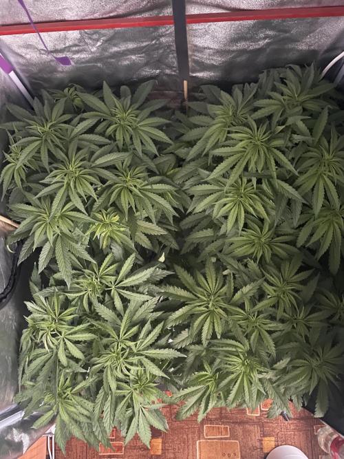 Living soil. Week 5