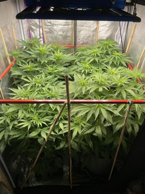 Living soil. Week 6