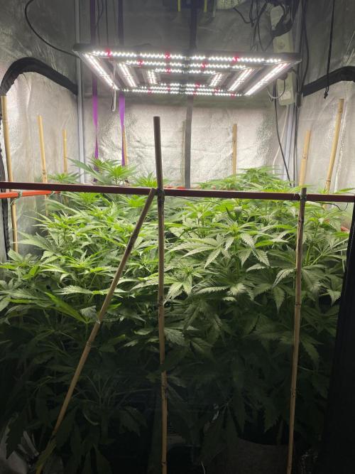 Living soil. Week 6