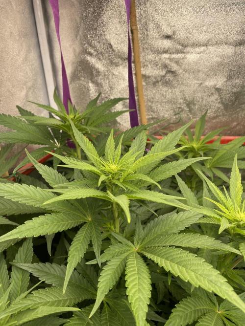Living soil. Week 6