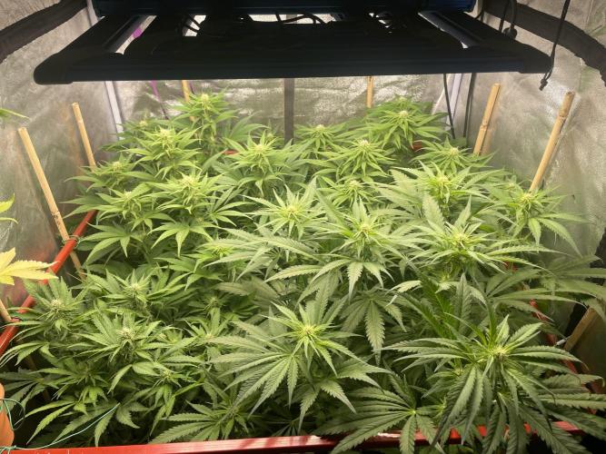 Living soil. Week 7 - Po defoliaci