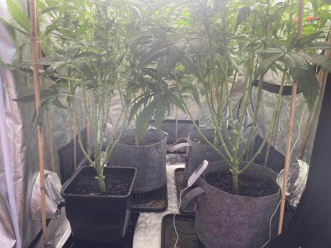 Living soil. Week 7 - Po defoliaci
