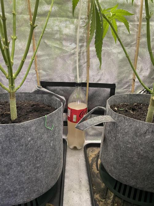 Living soil. Week 7