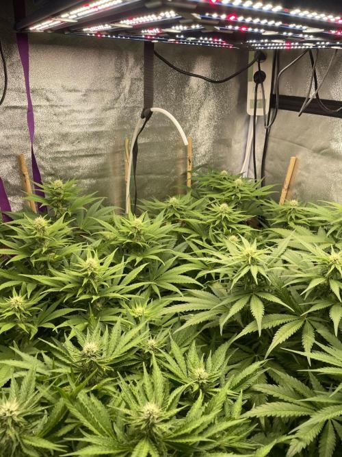 Living soil. Week 7