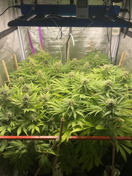 Living soil. Week 9