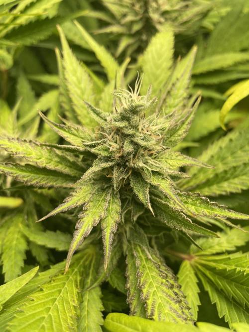 Living soil. Week 9 - Green gelato 