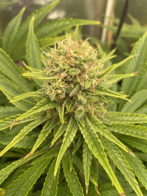 Living soil. Week 9 - Og kush