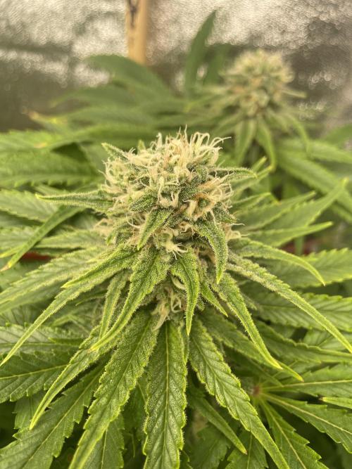 Living soil. Week 9 - Og kush