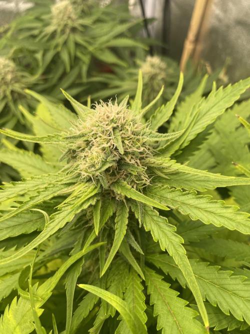 Living soil. Week 9 - Og kush
