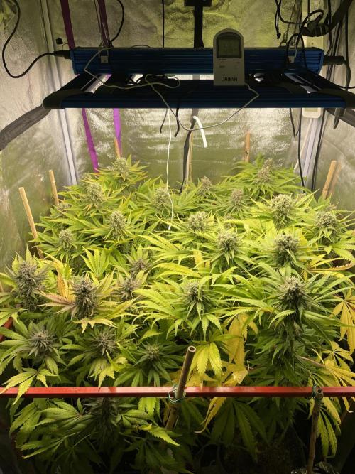 Living soil. Week 10
