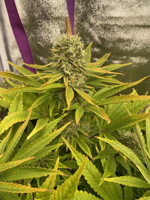 Living soil. Week 10