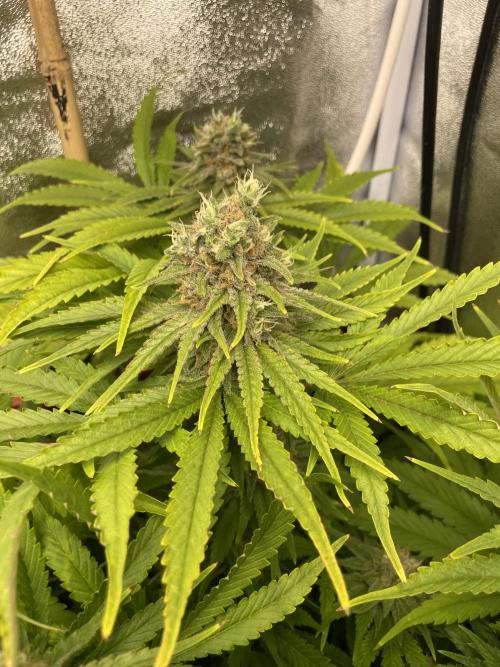 Living soil. Week 10