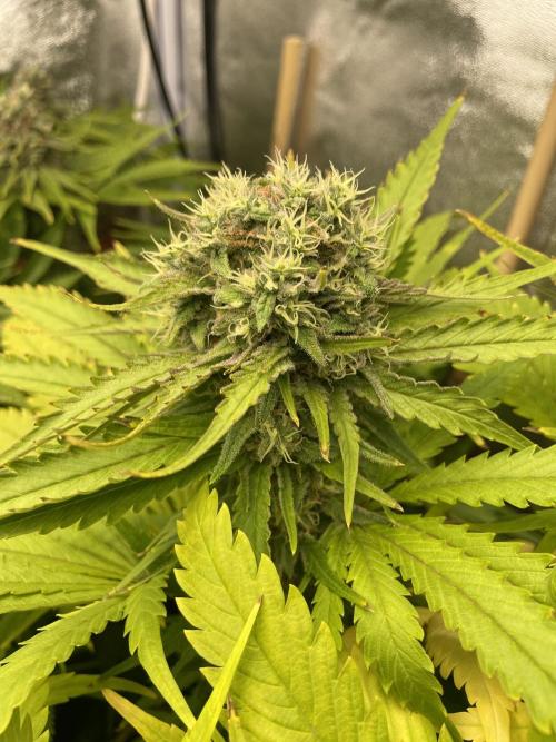 Living soil. Week 10