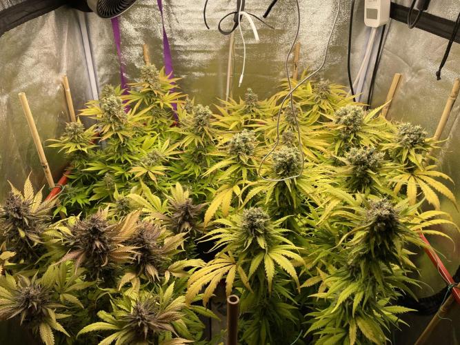 Living soil. Week 12