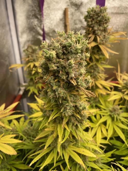 Living soil. Week 13