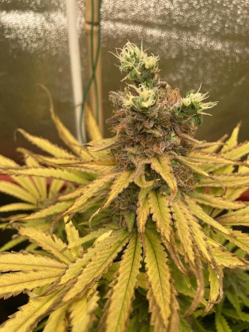 Living soil. Week 13