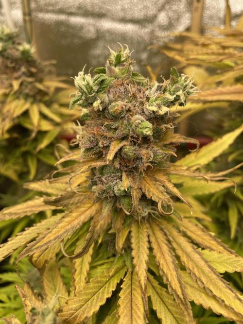 Living soil. Week 13