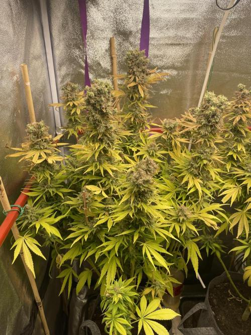 Living soil. Week 13