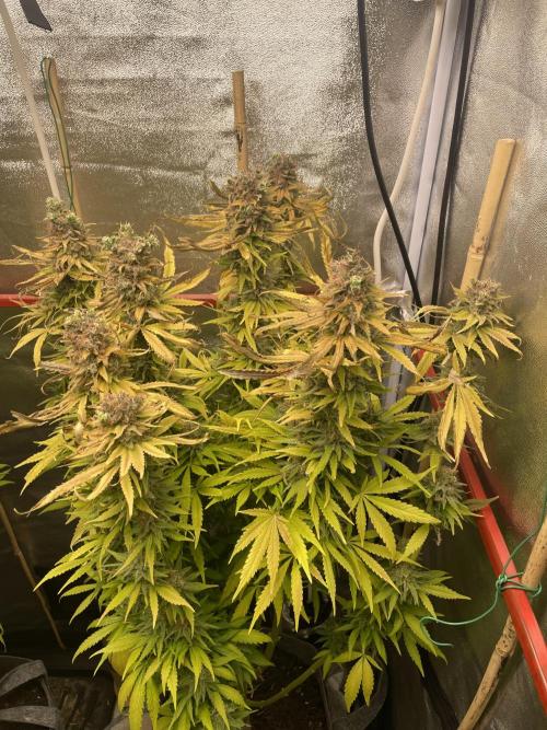 Living soil. Week 13