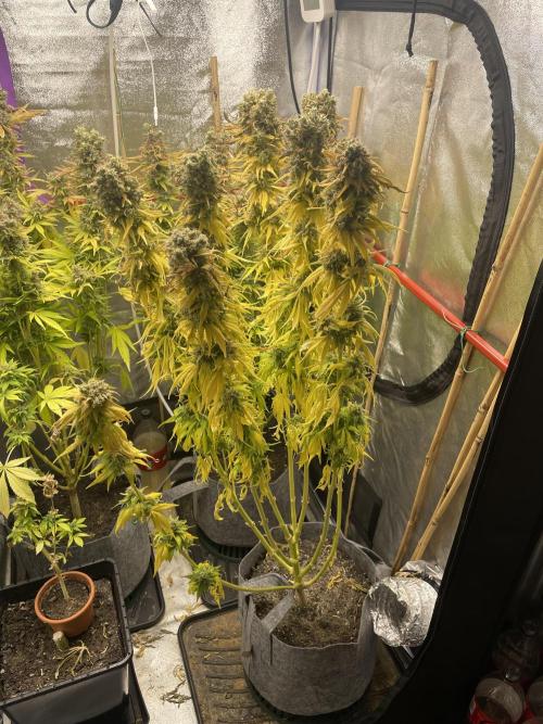 Living soil. Week 13
