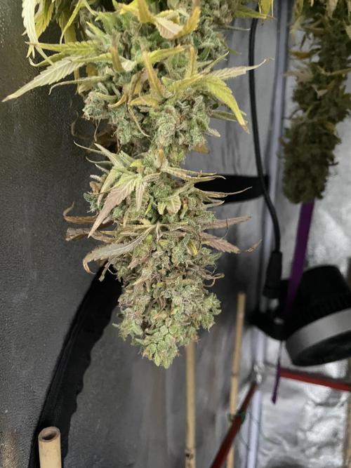 Living soil. Week 13