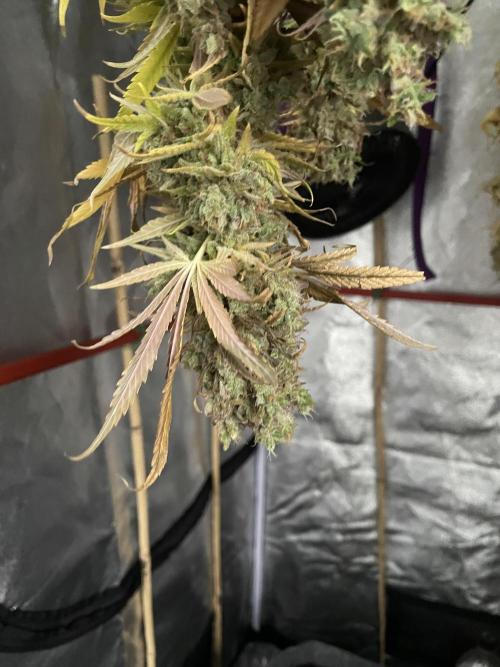 Living soil. Week 13