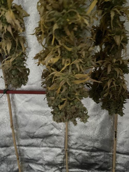 Living soil. Week 13