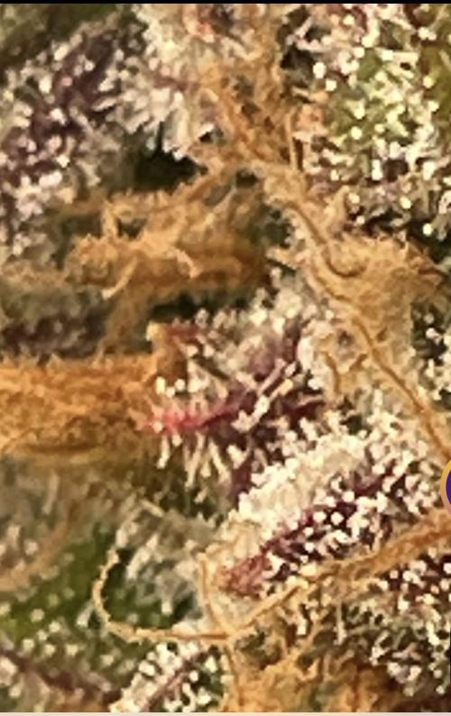 Living soil. Week 13