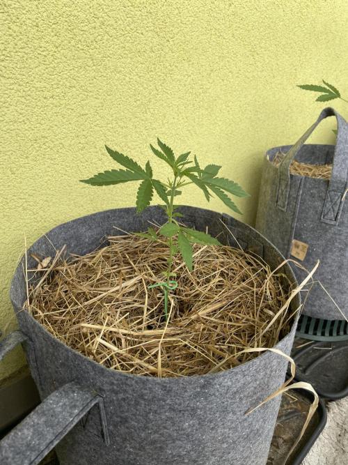 Živá půda. Week 3