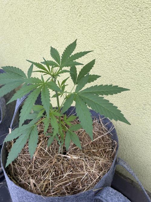 Živá půda. Week 4