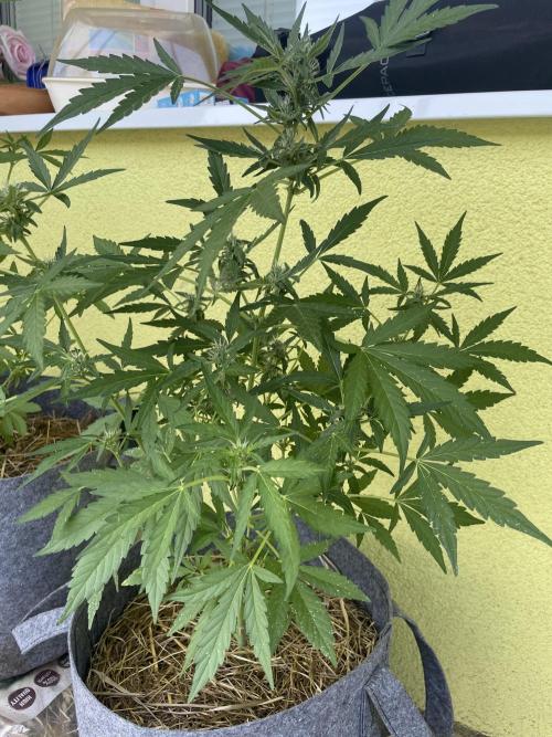 Živá půda. Week 6