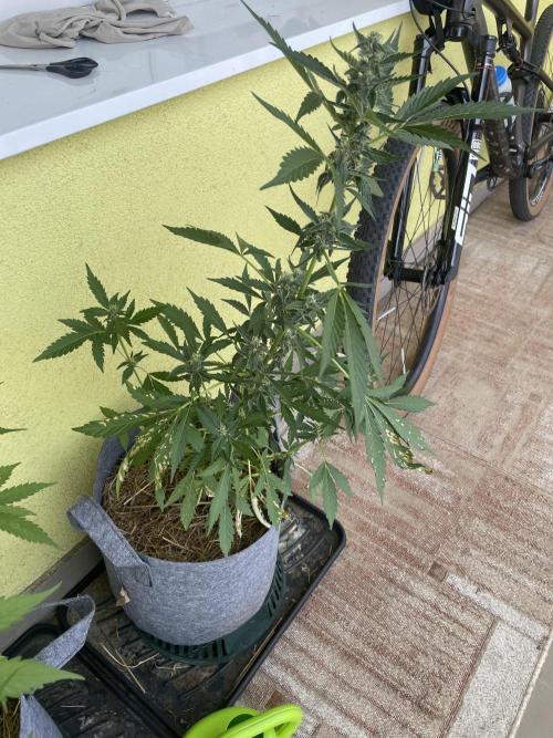 Živá půda. Week 6