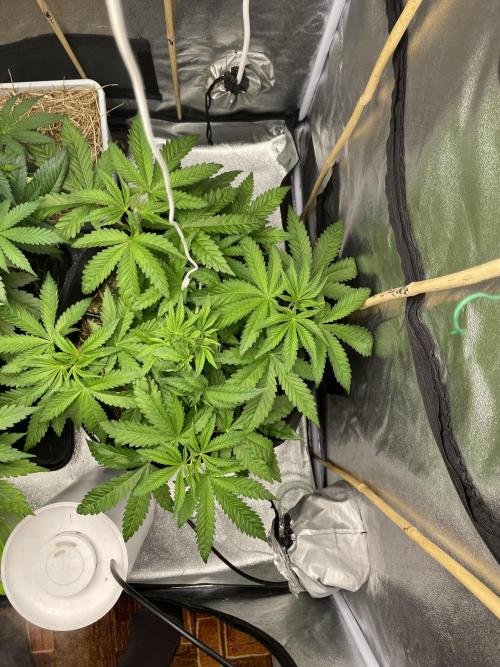 Living soil 2. Week 6 - Apple fritter