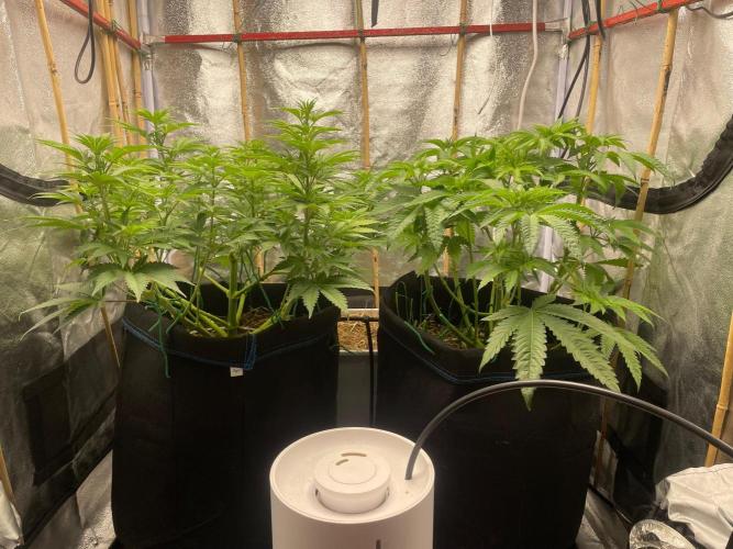 Living soil 2. Week 7