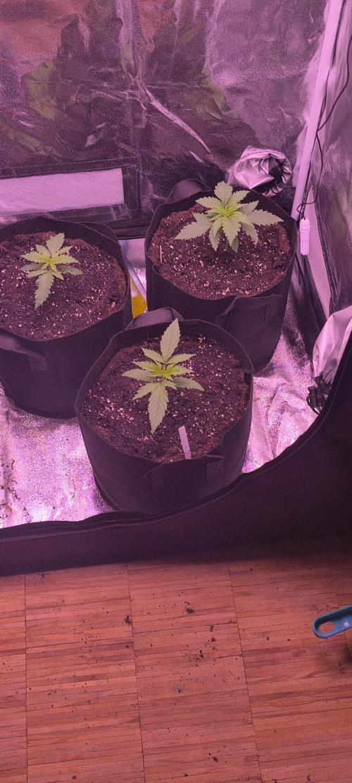 Nach dem Grow ist vor dem Grow 🤘. Week 0 - RQS
Purple Queen
Critical
Cookie Gelato 