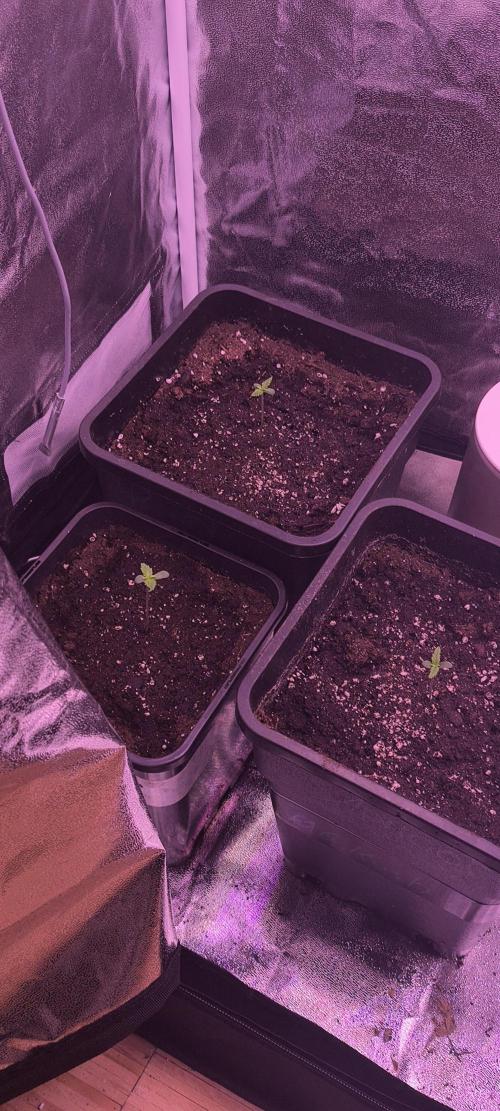 Nach dem Grow ist vor dem Grow 🤘. Week 0 - Fastbuds Mix Pack 