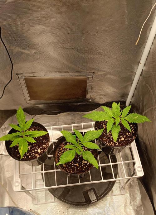 QB lm301h. Week 2