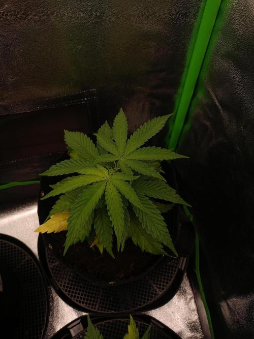 QB lm301h. Week 5