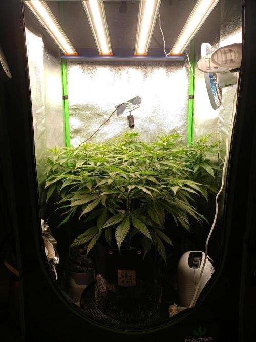QB lm301h. Week 8